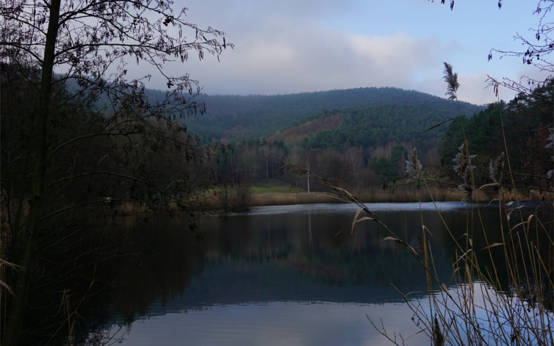 SÜW – Die Auerochsen von St. Martin