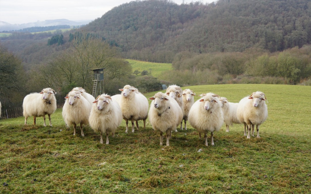 ??? – wie du wilt – Letterbox