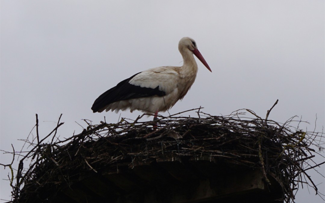 Bornheimer Storchen Letterbox