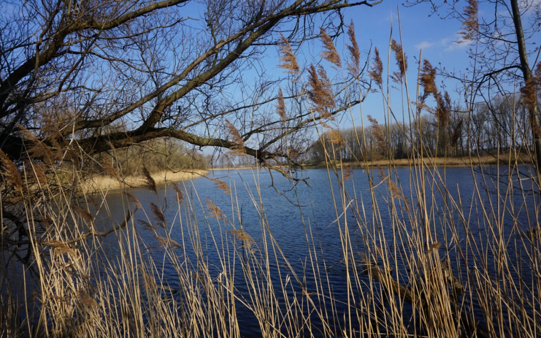 FT – Leiterspiel mit Schorsch und Frosch